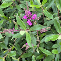 Close-up of a leafy green plant with clusters of bright pink flowers and many small brown flower buds.