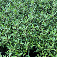 A dense patch of green leafy plants with elongated oval leaves and reddish-purple stems, growing closely together in what appears to be a nursery setting.