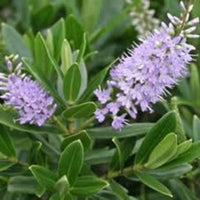 Close-up of a flowering plant with clusters of light purple lavender-like blossoms and glossy green leaves.