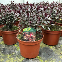 A potted Hebe 'Mini Chocolate' plant in a terracotta-colored plastic pot, with other similar plants in pots blurred in the background. A small green and pink product tag is inserted into the soil.