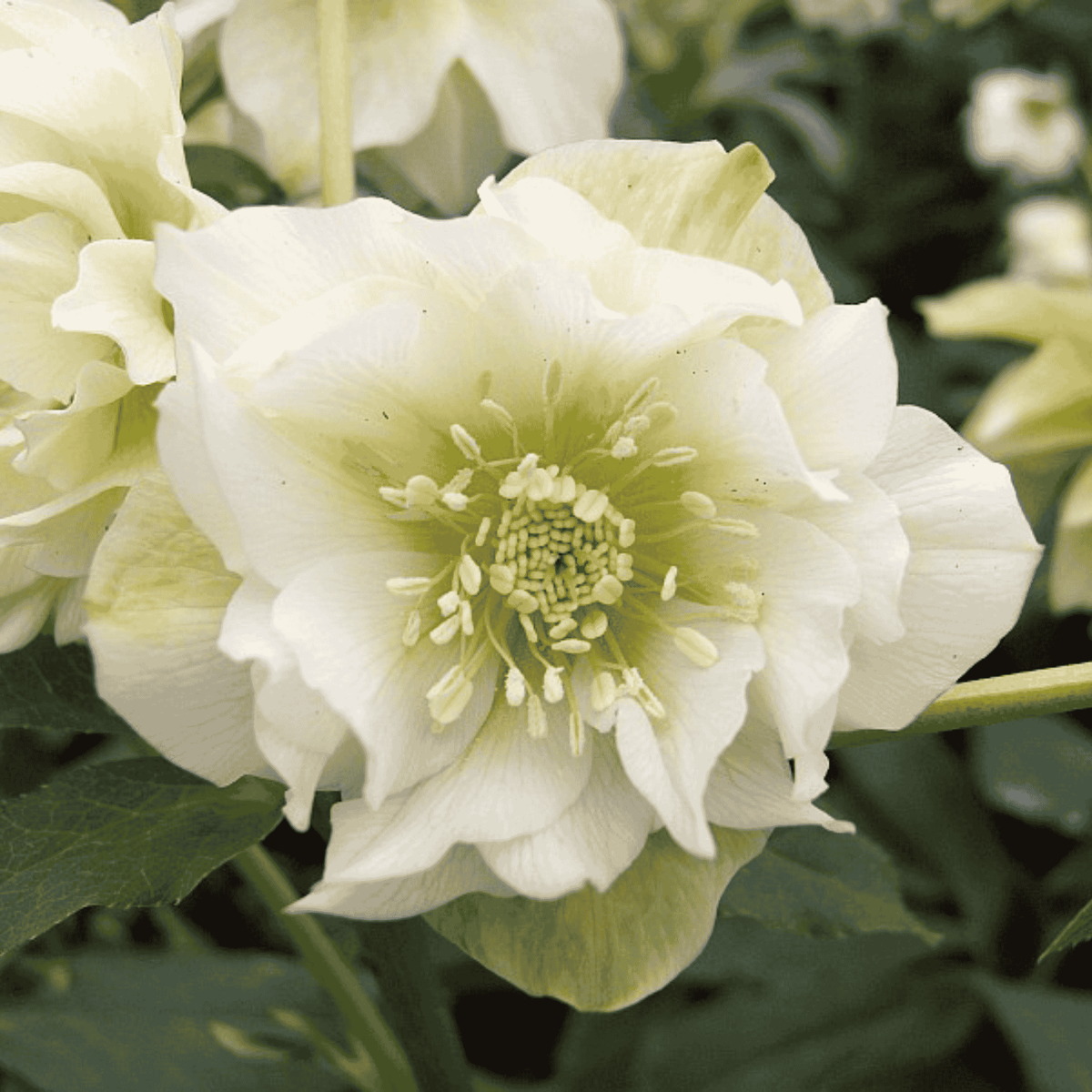 Helleborus ‘Double Ellen White’ – Double White Hellebore