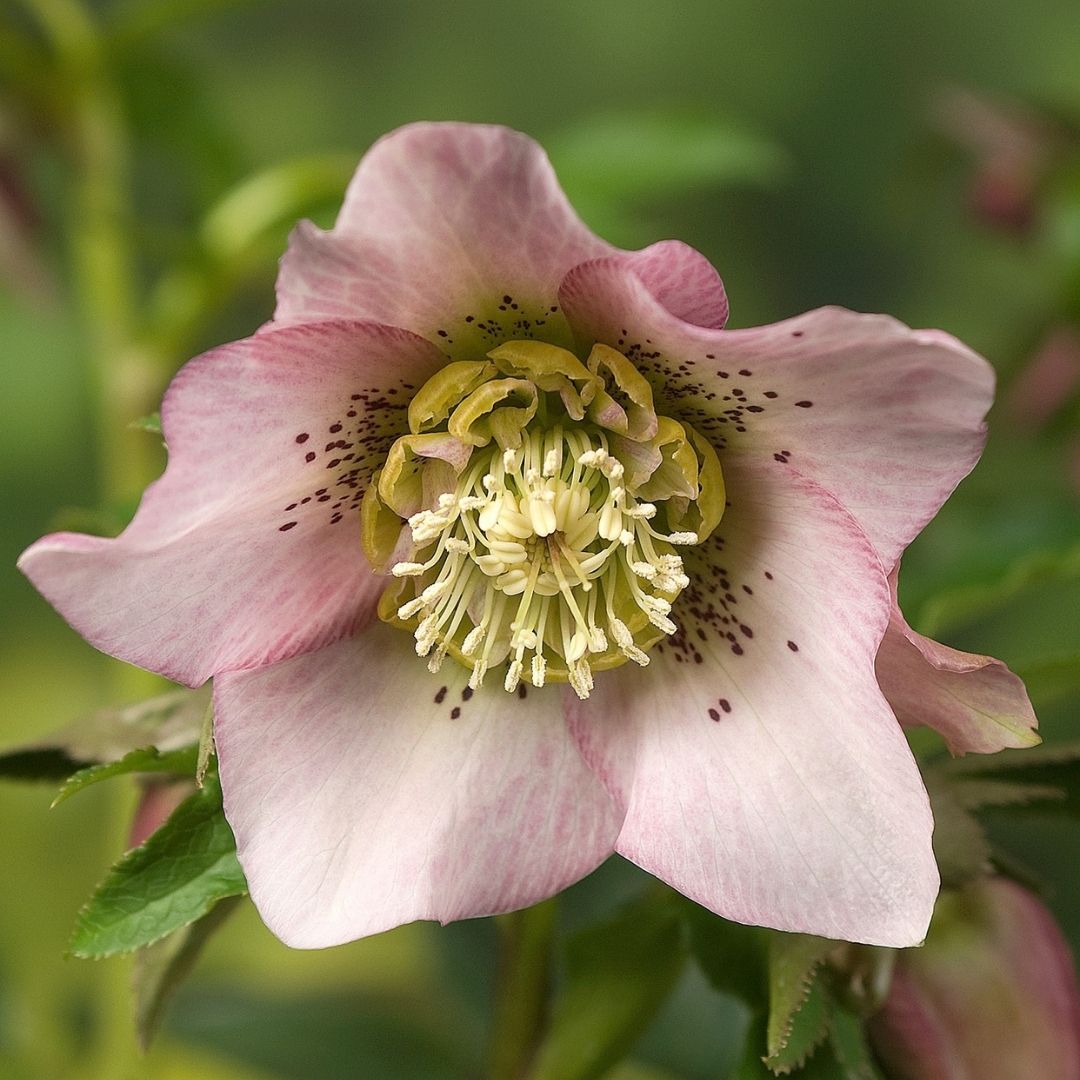 A close-up of a pale pink helleborus flower with a yellow-green center and dark speckles, photographed outdoors against a blurred green background.