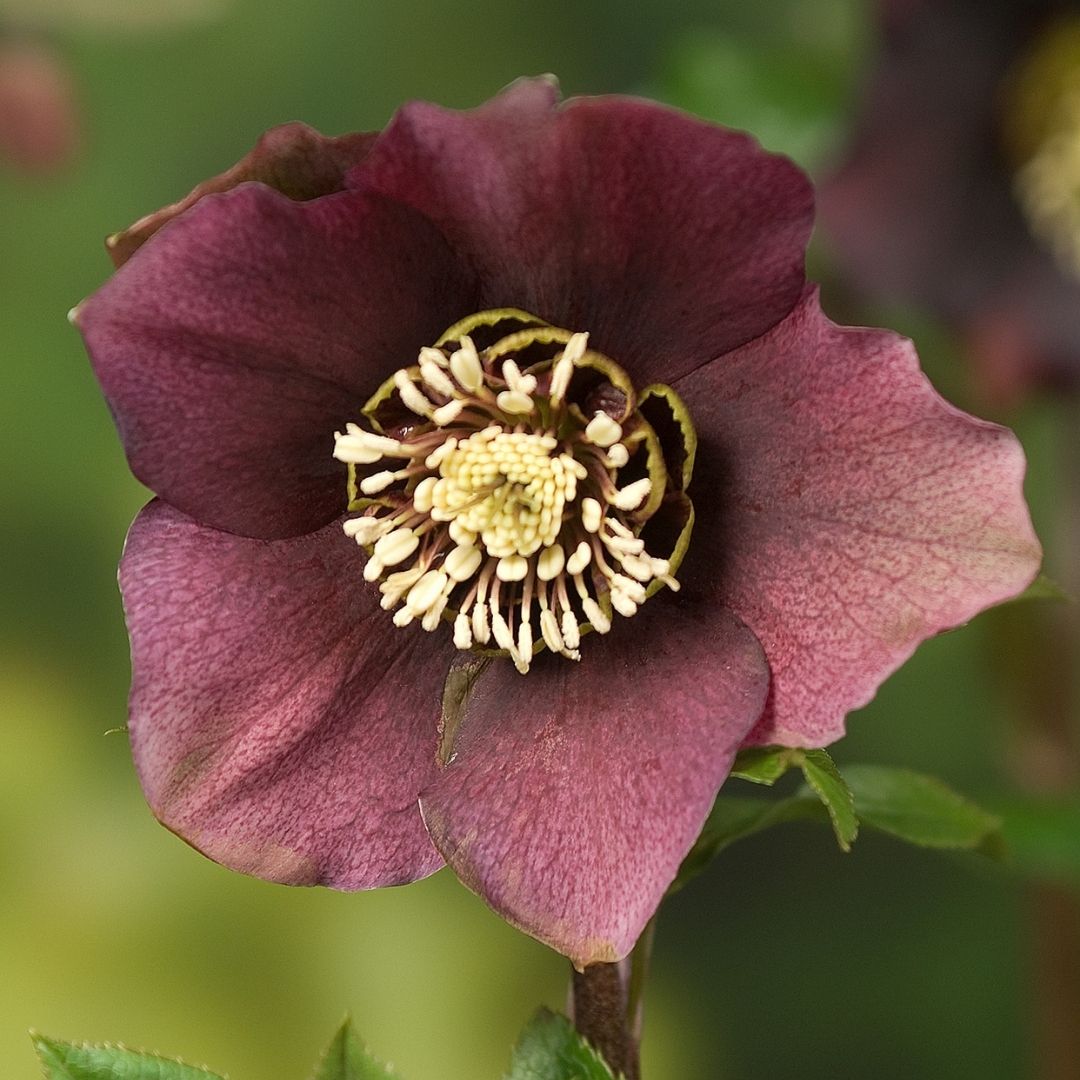 Helleborus ‘Pretty Ellen Purple’ – Purple Hellebore