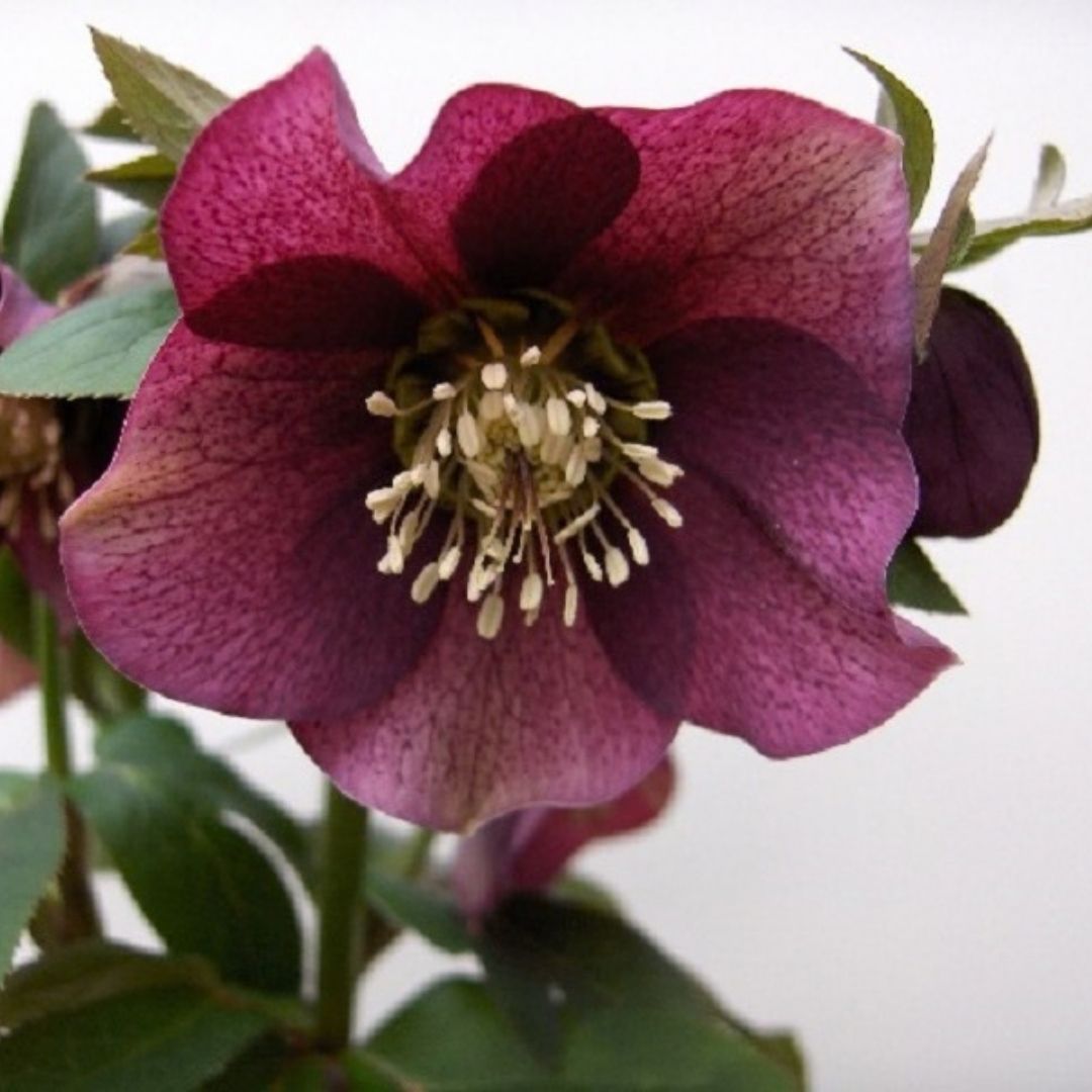 Helleborus ‘Pretty Ellen Red’ – Burgundy Hellebore