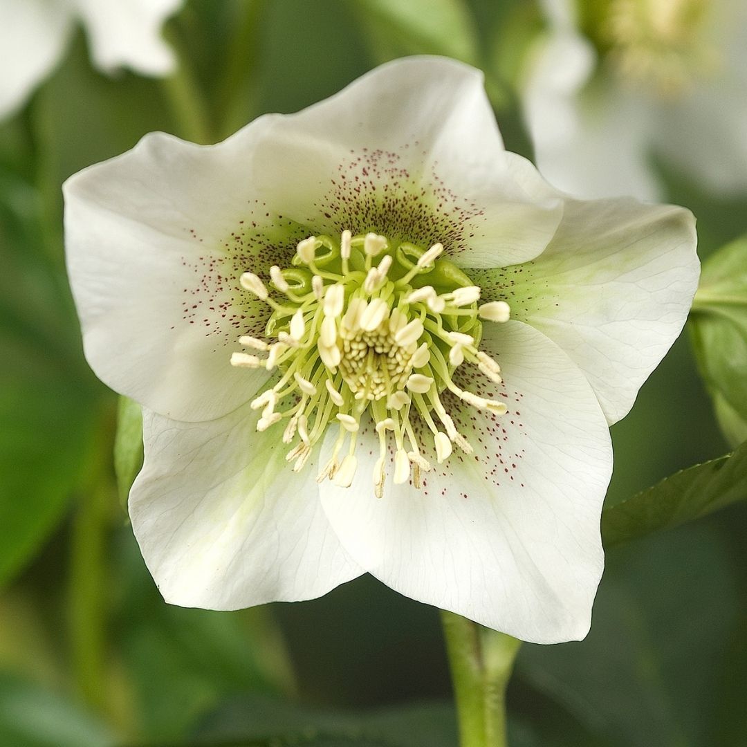 A close-up of a white hellebore flower with a pale yellow-green center, surrounded by green leaves and a soft blurred natural background.
