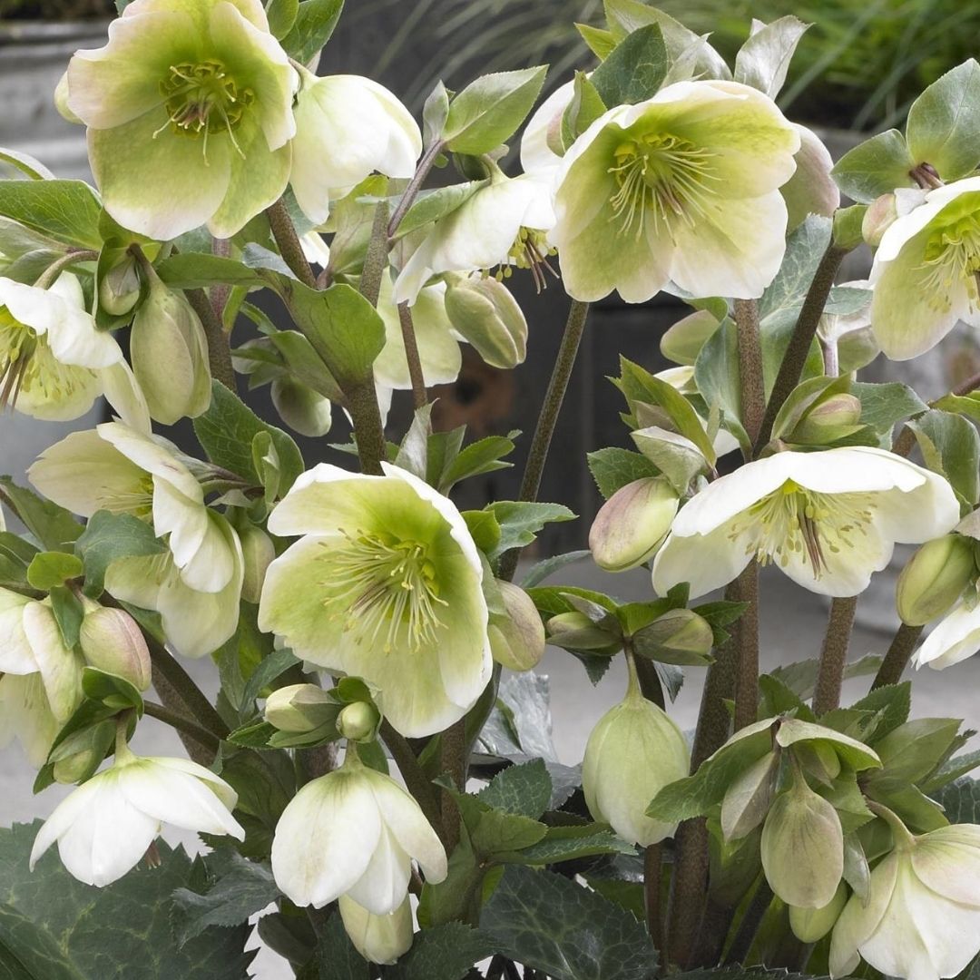 Helleborus ‘Molly’s White’ – Frostkiss White Hellebore
