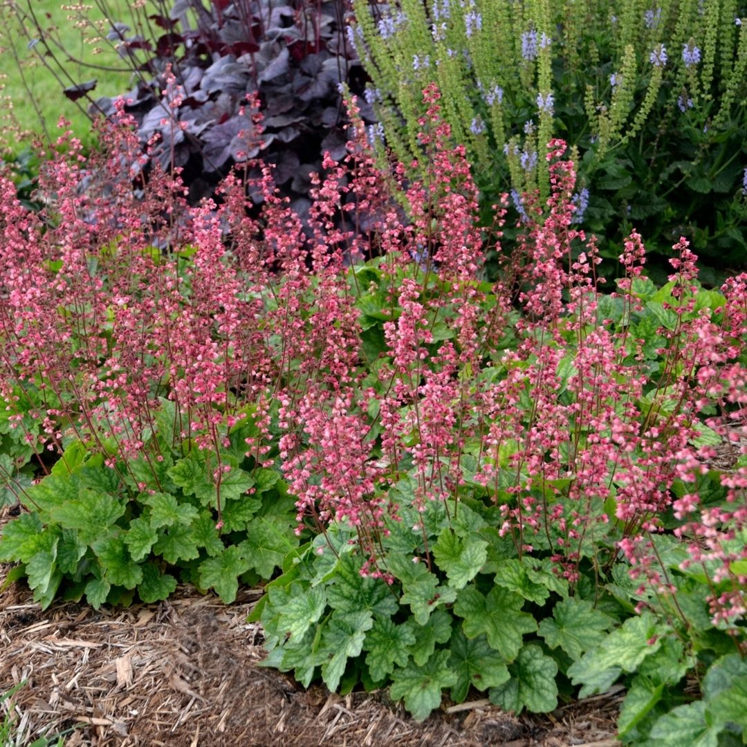 Pink flowering plants with green leaves in a garden setting