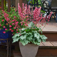 A potted plant with silver-leaf foliage and tall pink flower spikes, displayed on a wooden deck next to another blue planter.