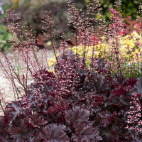 A close-up of a flowering garden plant with ruffled burgundy and dark purple leaves and tall, airy pinkish-purple flower spikes, photographed outdoors with a blurred garden background.