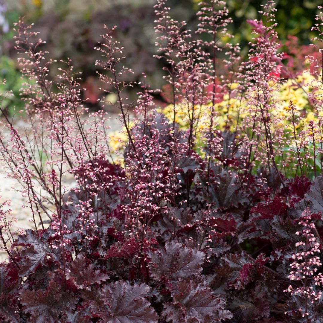 A close-up of a flowering garden plant with ruffled burgundy and dark purple leaves and tall, airy pinkish-purple flower spikes, photographed outdoors with a blurred garden background.