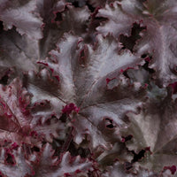 Close-up of ruffled deep dark purple  foliage, filling the frame.