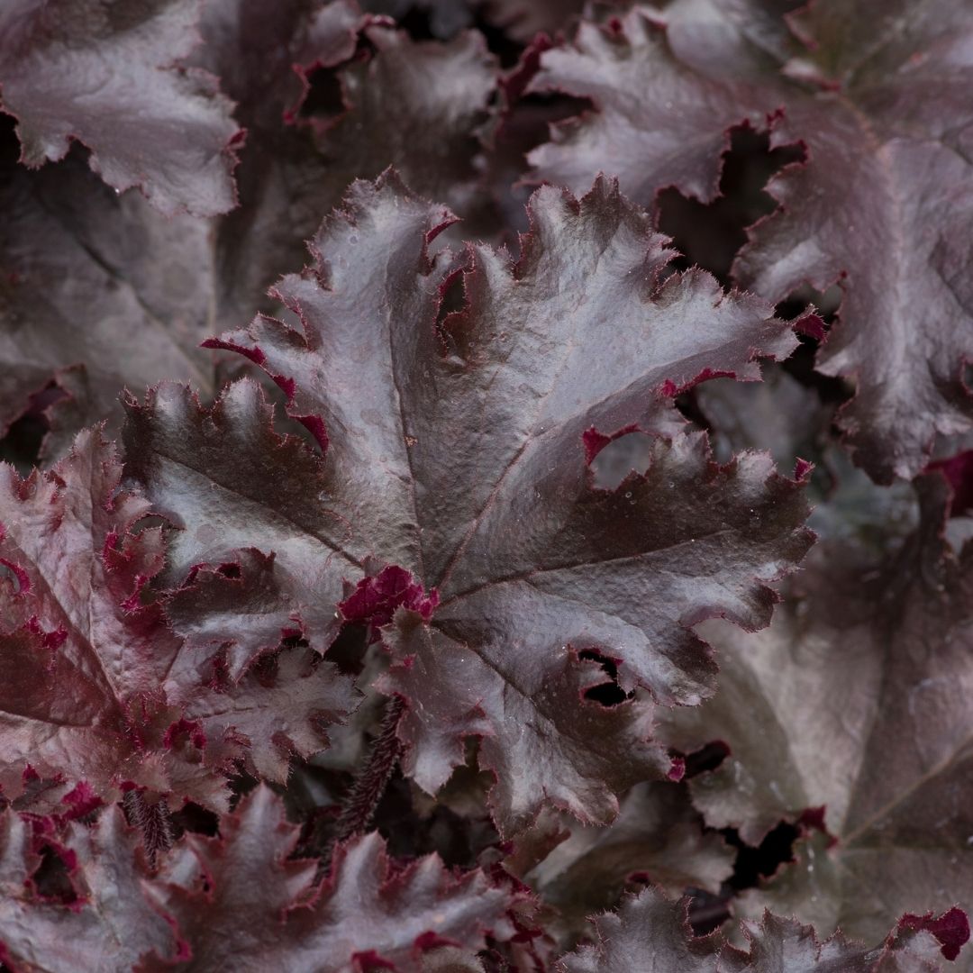Close-up of ruffled deep dark purple  foliage, filling the frame.