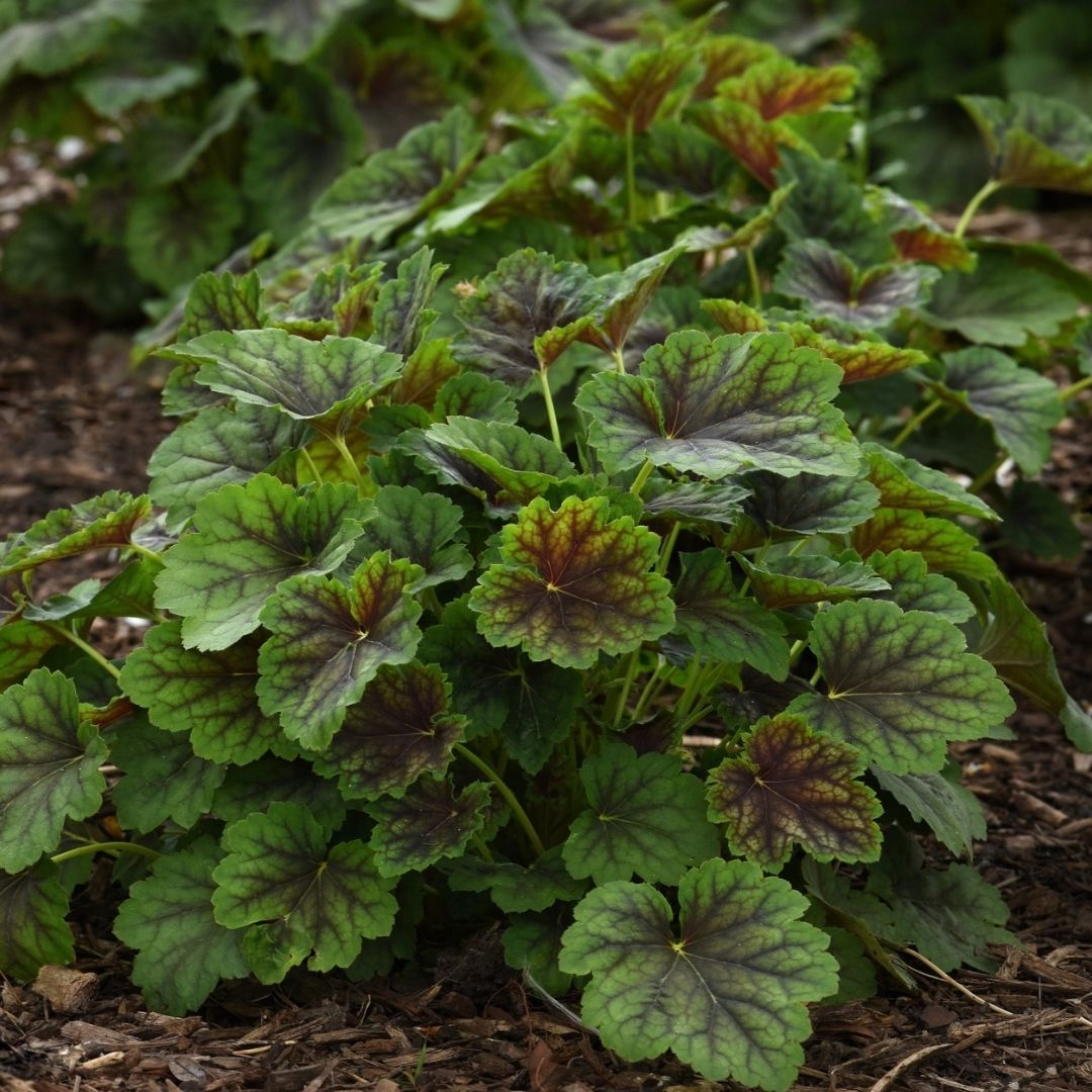 A close-up of a heuchera plant with rounded green leaves showing prominent purplish-brown veining and reddish-brown tips, growing in mulch outdoors.