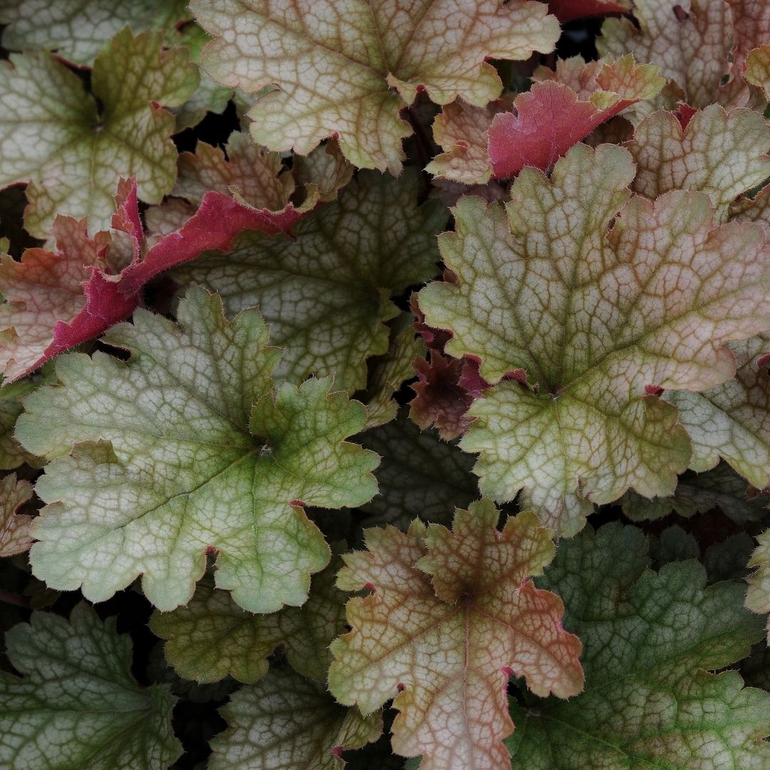 Close-up of Heuchera plant leaves with mottled light green, dusty rose, and reddish-pink tones.