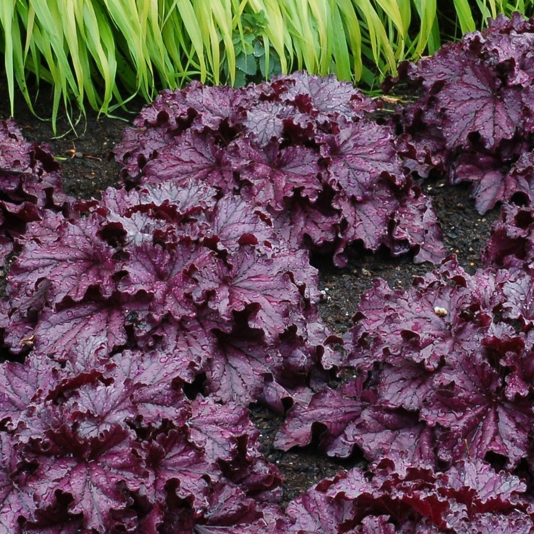 Close-up of dark purple ruffled foliage.