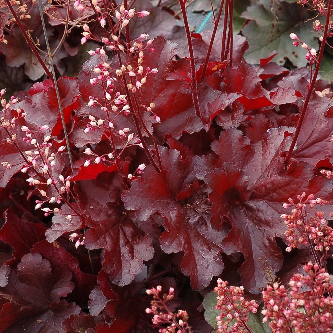Close-up of a plant with deep burgundy-red leaves and small pale pink flower clusters on thin stems.