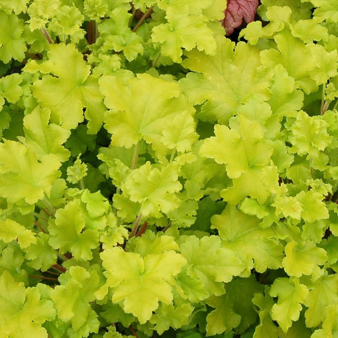 Close-up of a leafy green plant with bright chartreuse-yellow leaves.