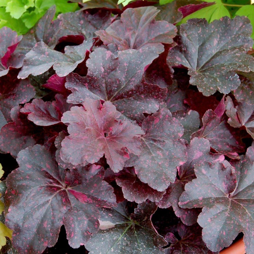 Close-up of a dense leafy plant with dark burgundy-purple leaves speckled with pink, growing in a pot.