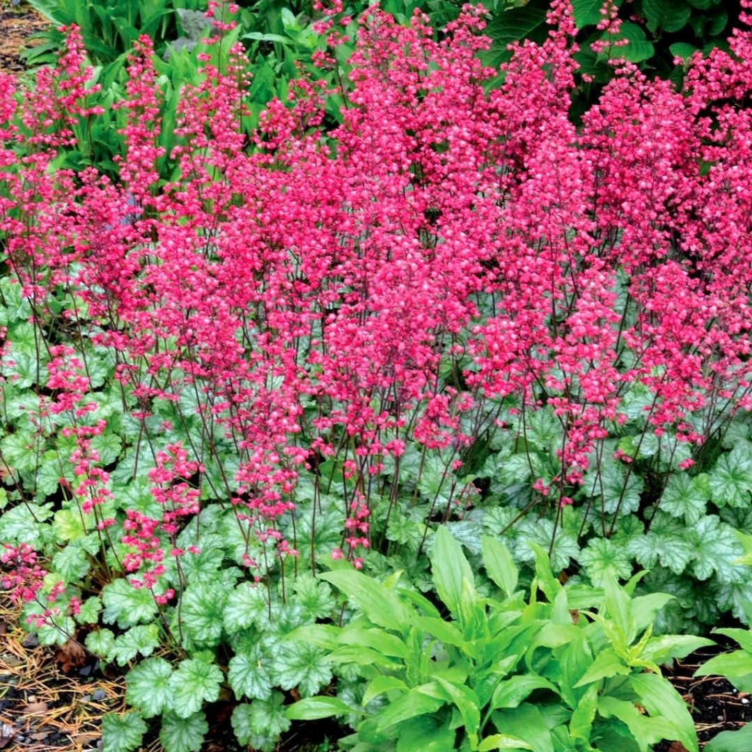 lose up of heuchera that has lush green low growing foliage with bright pink flower spikes floating in the air.
