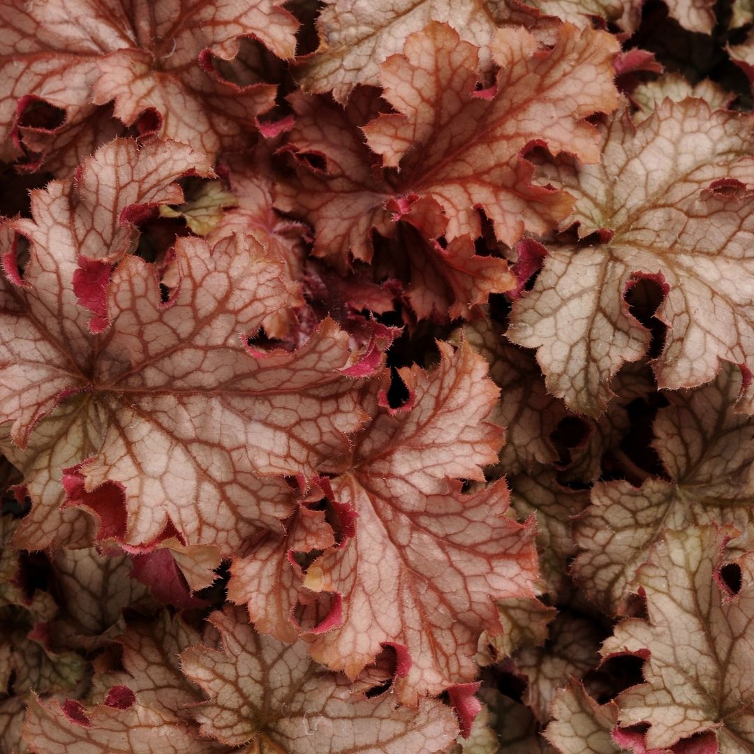 Close-up of overlapping heart-shaped leaves with pale blush pink to beige tones and prominent reddish-brown veining and edges.