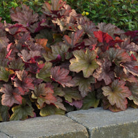 A dense patch of heuchera foliage with scalloped leaves in burgundy, red, olive green, and tan tones, growing along a gray stone border with green shrubs behind it.