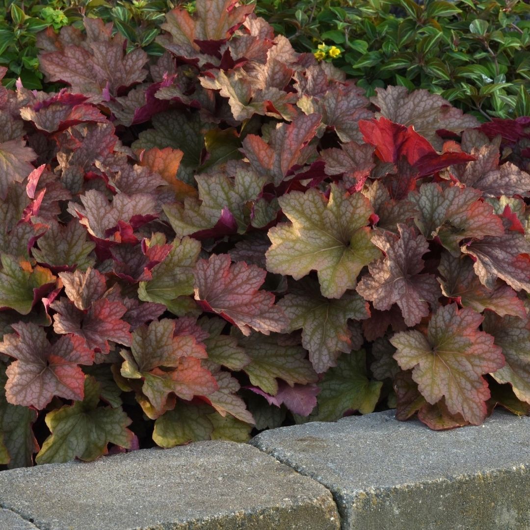 A dense patch of heuchera foliage with scalloped leaves in burgundy, red, olive green, and tan tones, growing along a gray stone border with green shrubs behind it.