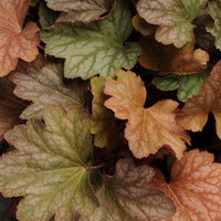 Close-up of variegated heuchera leaves in shades of green, bronze, and copper-orange.