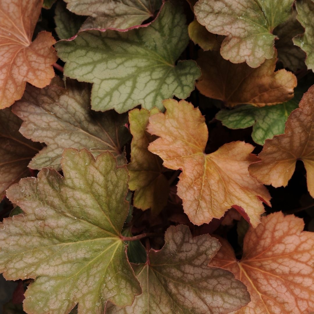 Close-up of variegated heuchera leaves in shades of green, bronze, and copper-orange.