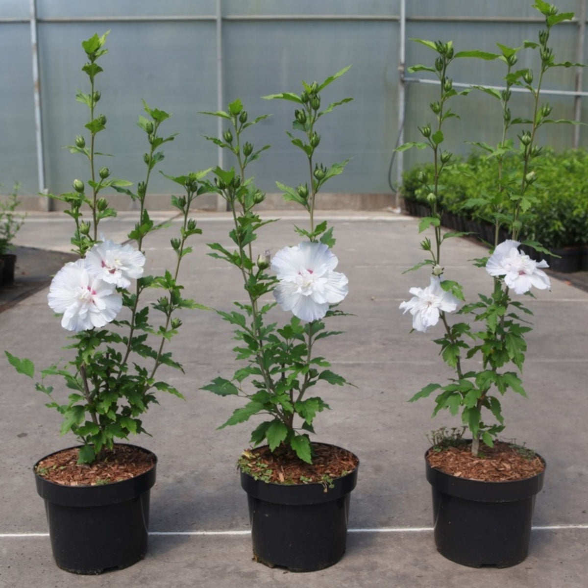 Three potted white hibiscus plants with green foliage and white flowers, arranged in black plastic pots on a concrete floor in front of a greenhouse wall.
