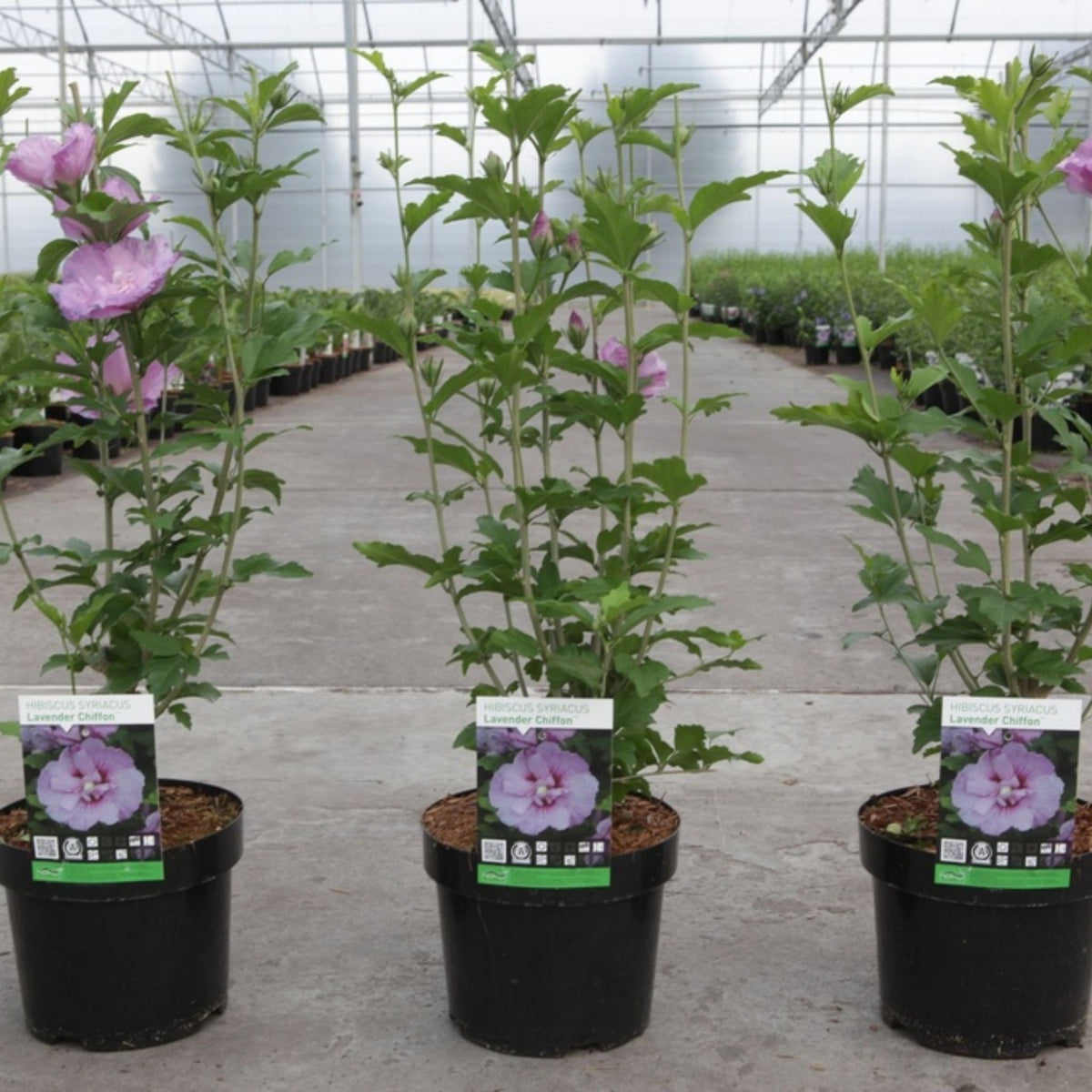 Three potted pink hibiscus flowers in black nursery pots, arranged on a concrete path inside a greenhouse. Each plant has a small product label attached near the base.
