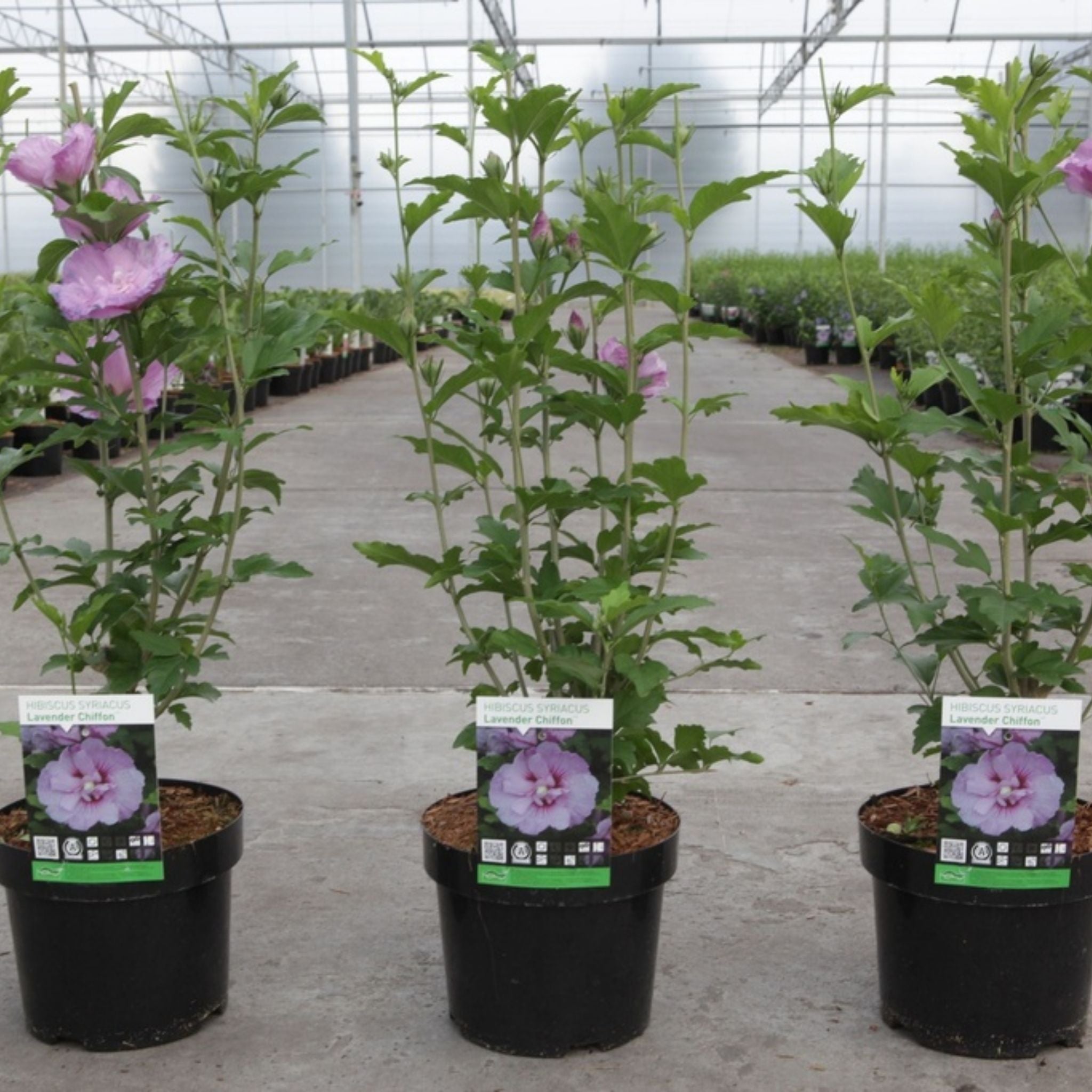 Three potted pink hibiscus flowers in black nursery pots, arranged on a concrete path inside a greenhouse. Each plant has a small product label attached near the base.