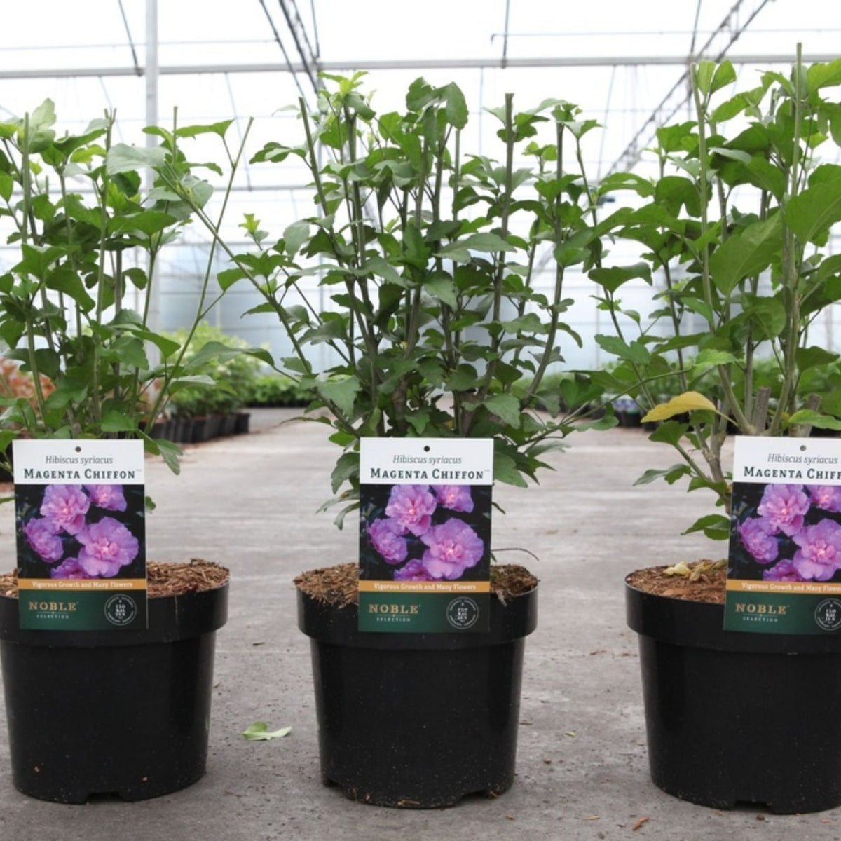 Three potted Magenta chiffon hydrangea plants in black pots, arranged in a greenhouse row. Each plant has a white and green label card showing the 'Noble' variety, and the pots sit on a concrete floor.