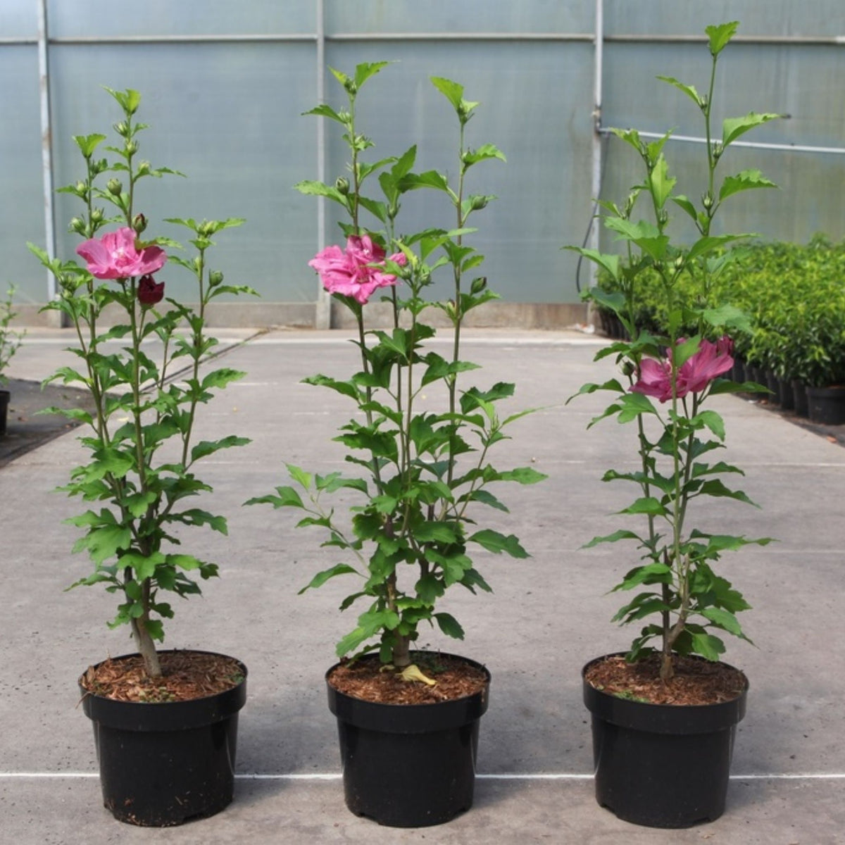 Three potted pink hibiscus plants with green foliage, standing in black plastic pots on a concrete floor in front of a greenhouse wall.