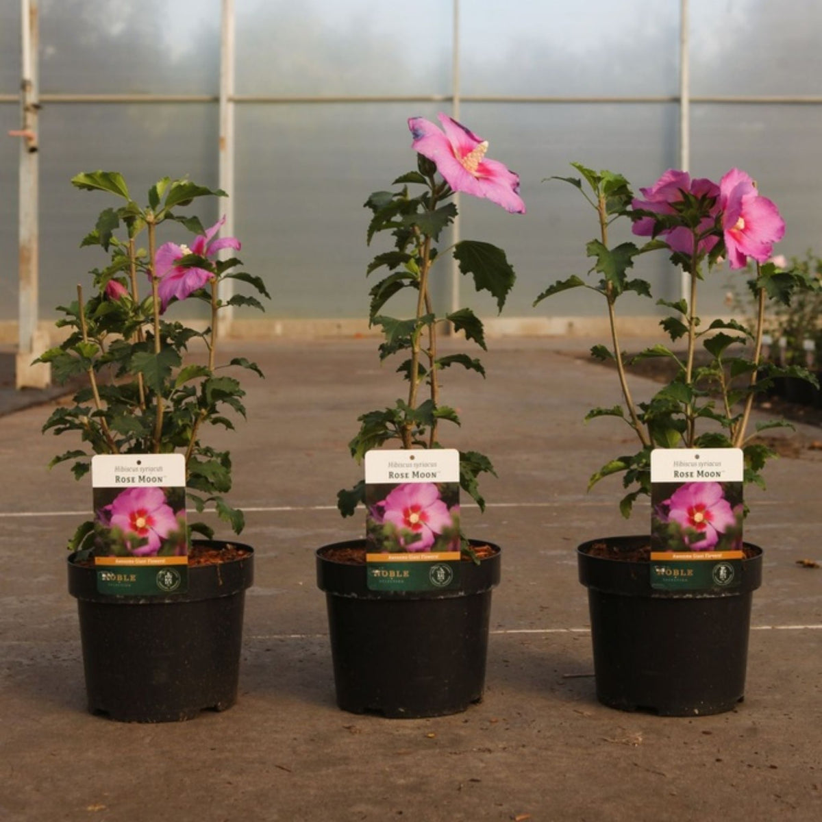 Hibiscus syriacus ROSE MOON