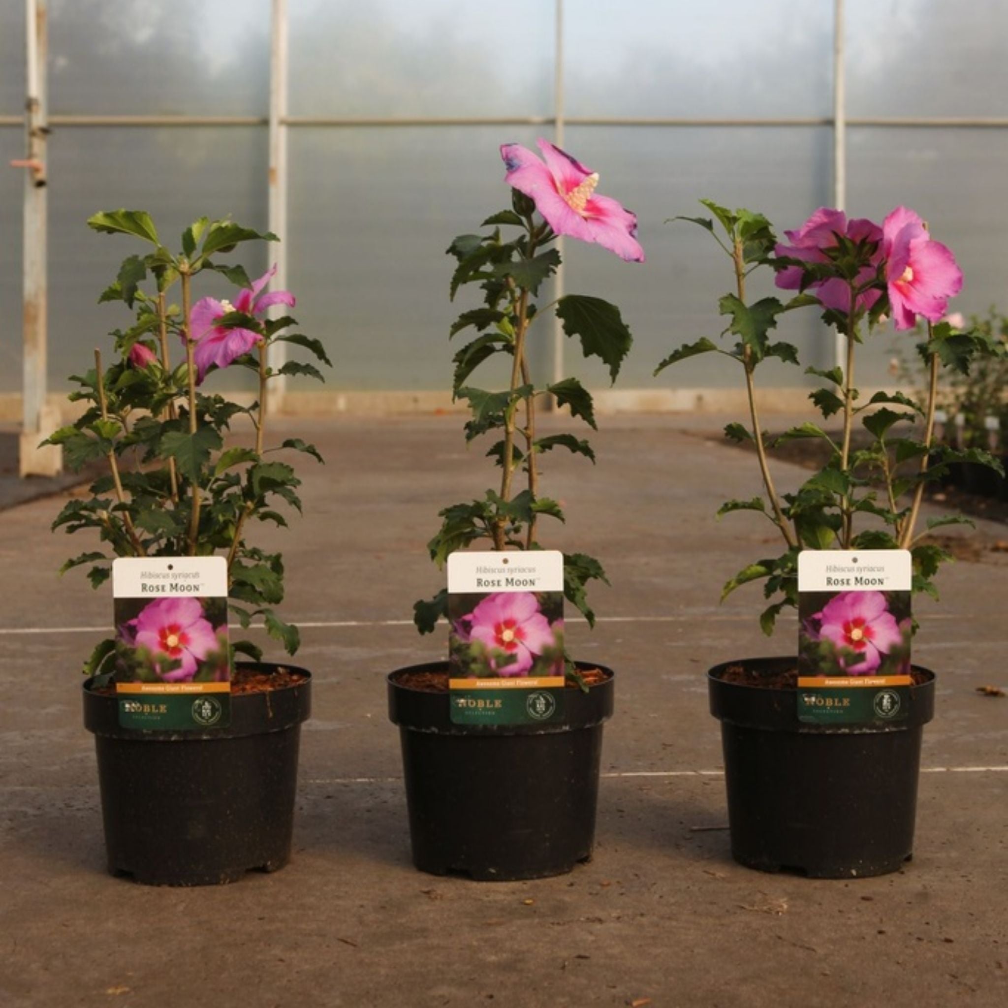 Hibiscus syriacus ROSE MOON