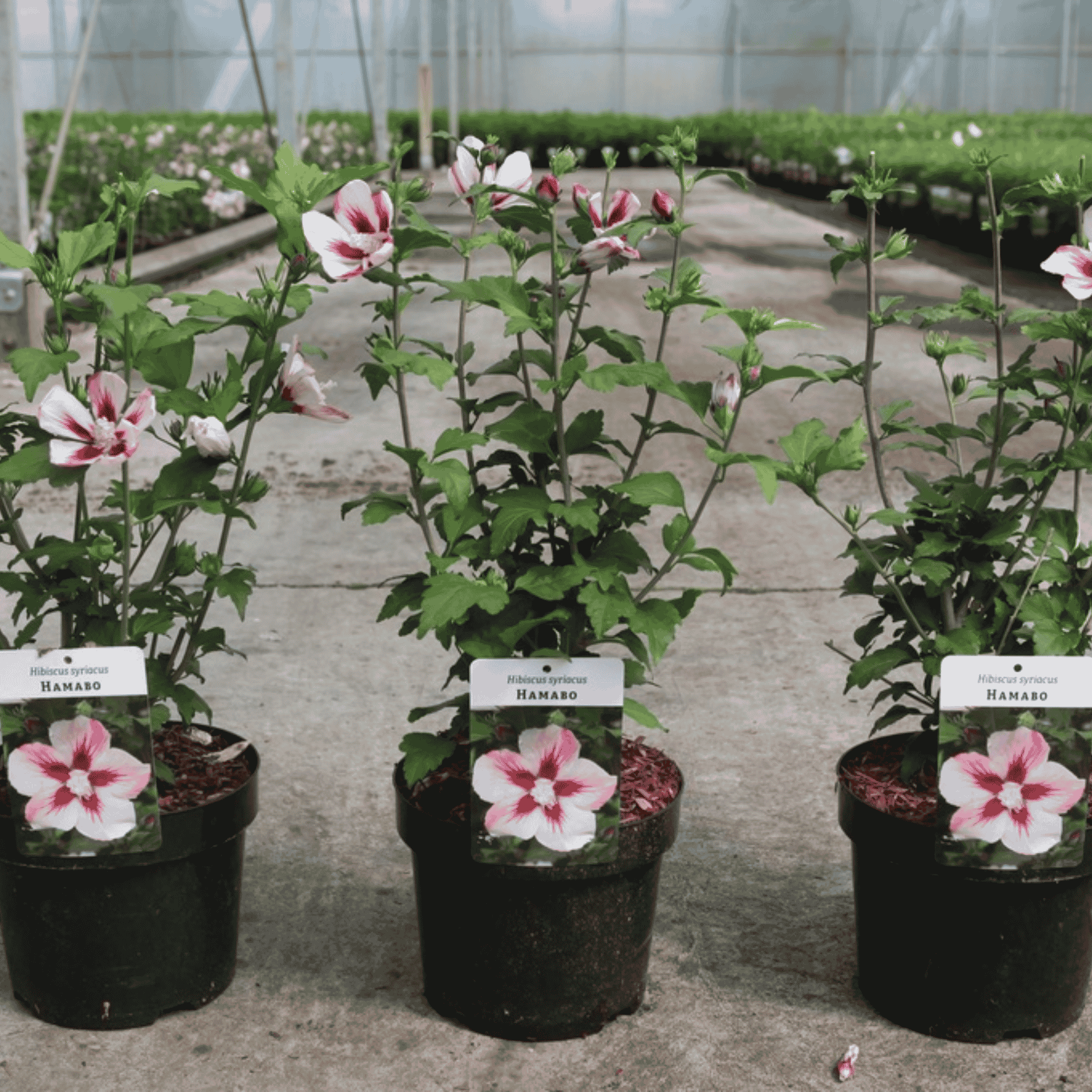 Three Hibiscus syriacus ‘Hamabo’ plants growing in nursery pots with green foliage, ready for planting in sunny garden borders.