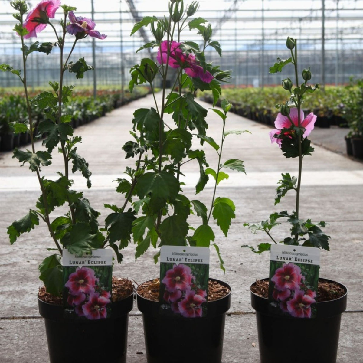 Three potted hollyhock plants labeled 'Lunar Eclipse' in black plastic pots, arranged in a row on a greenhouse floor with other plants and a greenhouse structure in the background.