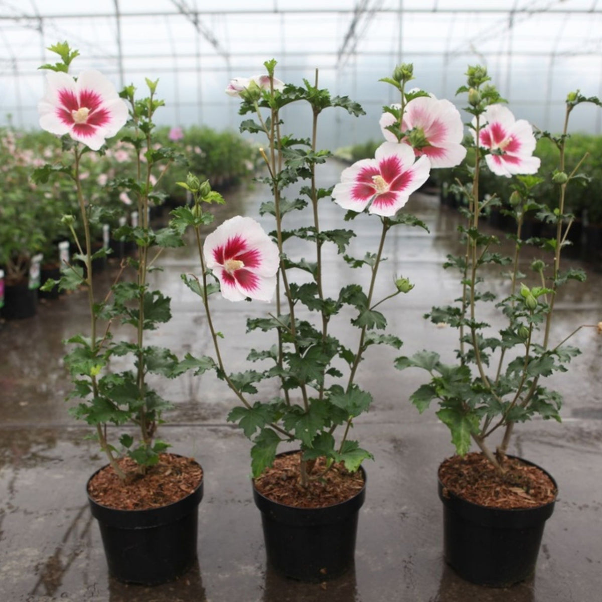 Three potted hibiscus plants with green stems and leaves, featuring large white flowers with pink and red centers, growing in a greenhouse.