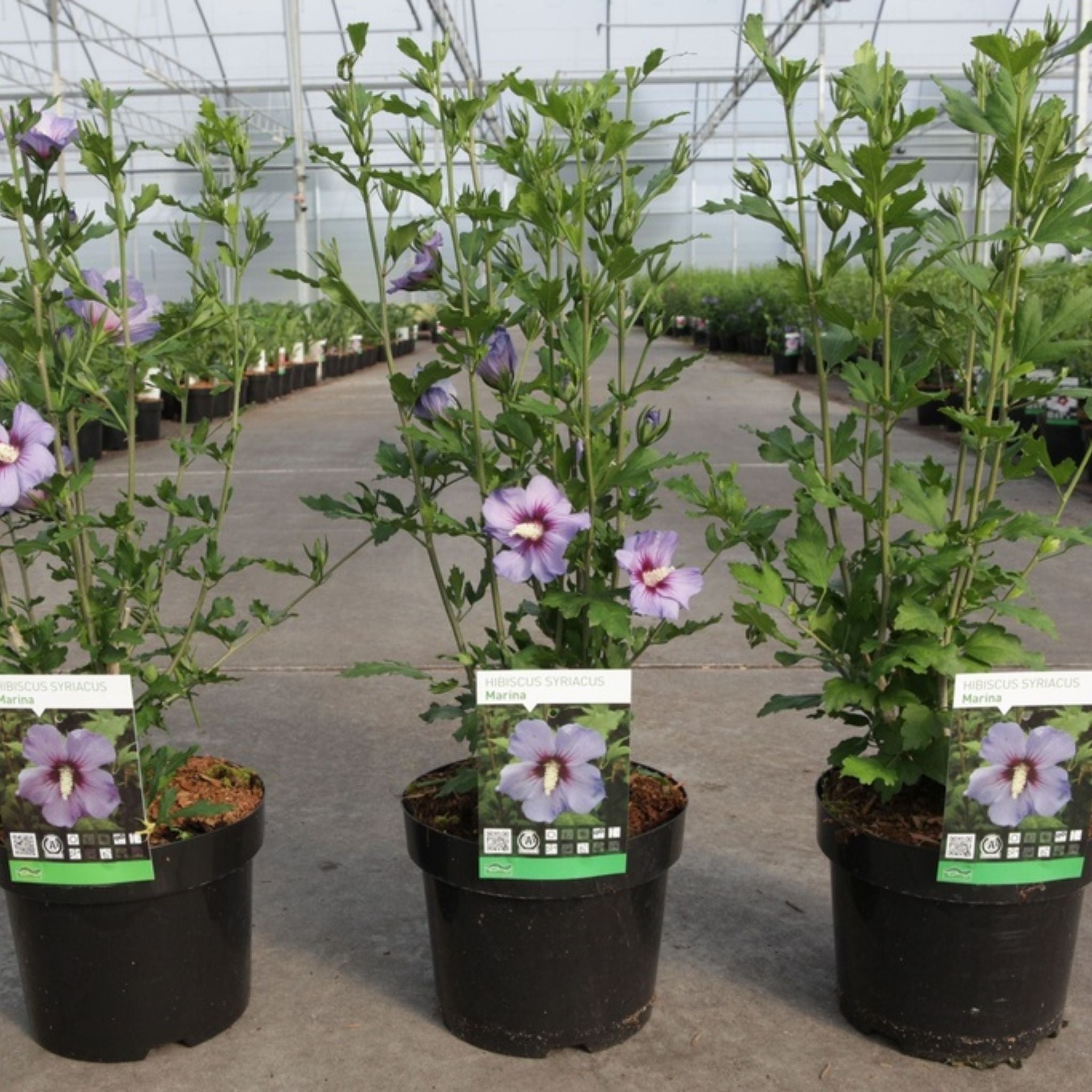 Hibiscus syriacus 'Marina (O. Bleu)'