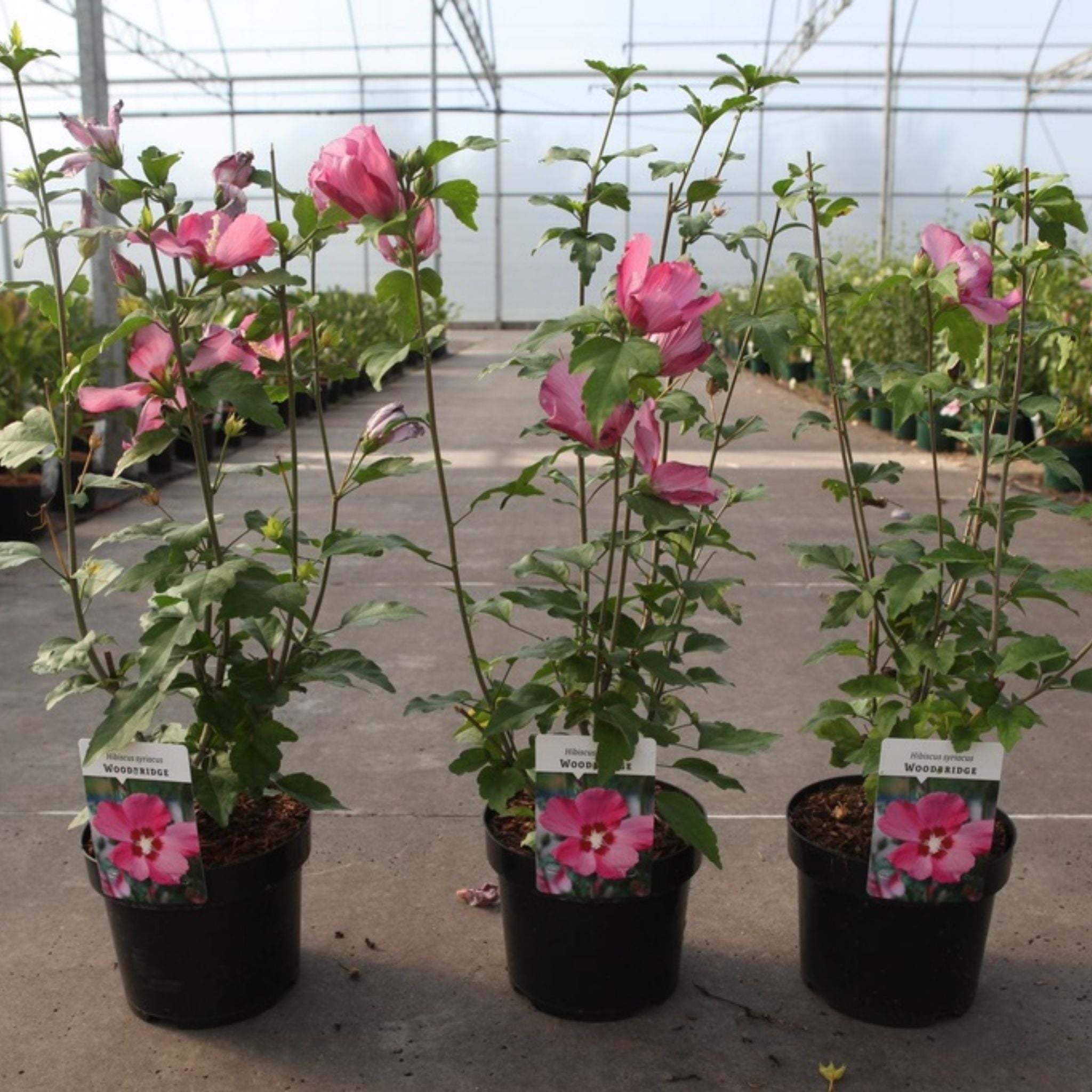 Hibiscus syriacus 'Woodbridge'