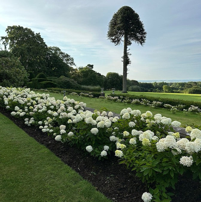Premium hydrangeas delivering exceptional colour, structure and impact for gardens and landscape projects.
