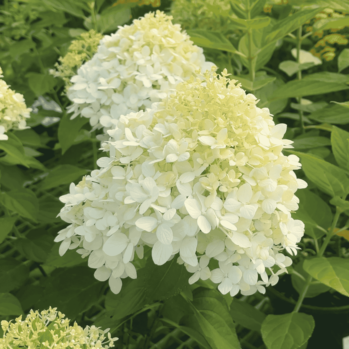 Close-up of Hydrangea paniculata ‘Little Spooky’ with rounded white flower clusters softly tinted pale green above green foliage.