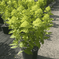 Hydrangea paniculata ‘Little Spooky’ in a 7.5 litre pot with compact green foliage and rounded white flower clusters.