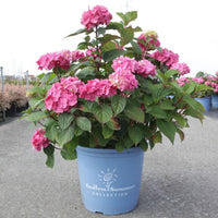 Hydrangea macrophylla Endless Summer® BLOOMSTAR® in a 15 litre blue pot with pink mophead flowers and green foliage.