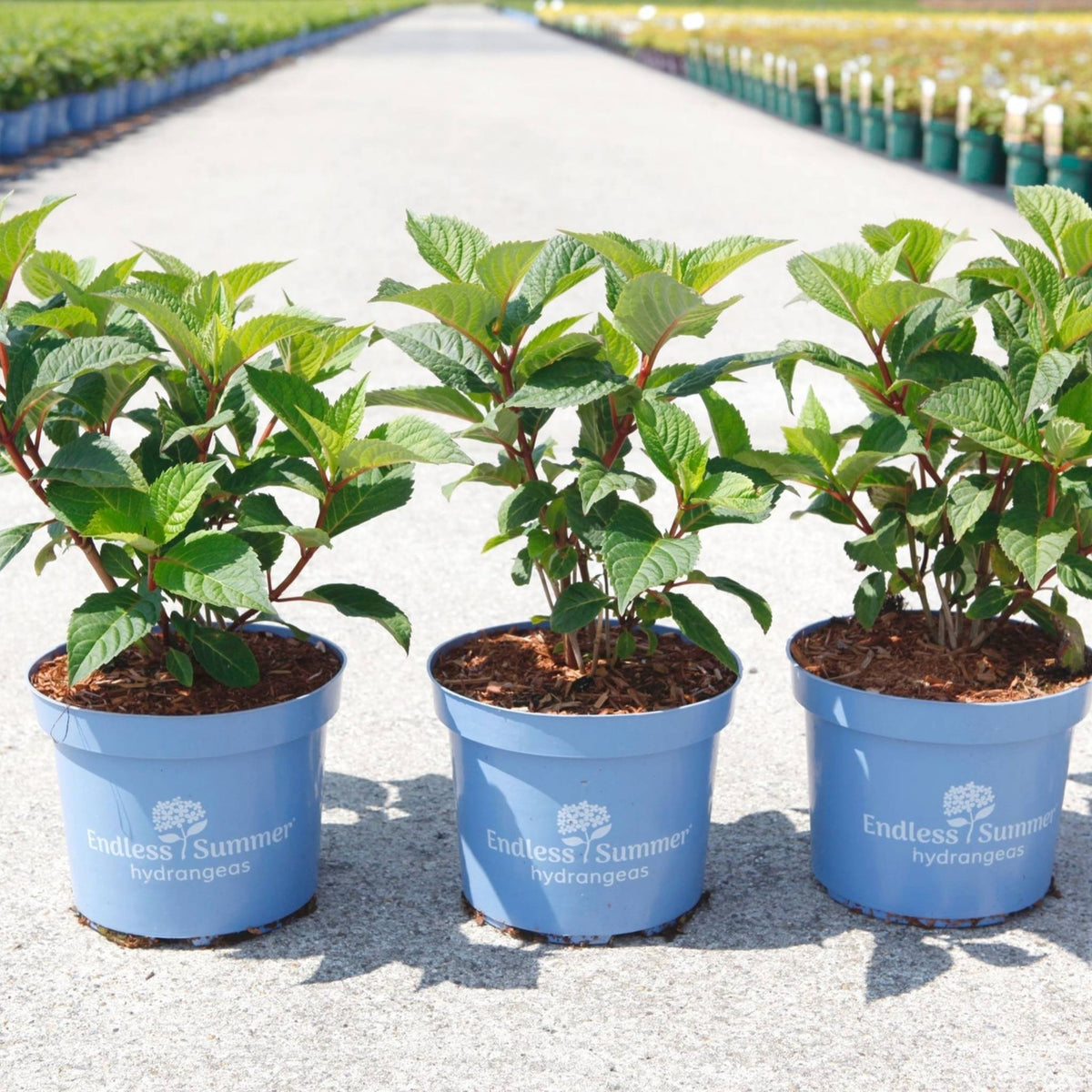 Three Hydrangea macrophylla Endless Summer® BLOOMSTAR® plants in 3 litre blue nursery pots with healthy green foliage.