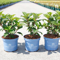 Three Hydrangea macrophylla Endless Summer® BLOOMSTAR® plants in 3 litre blue nursery pots with healthy green foliage.