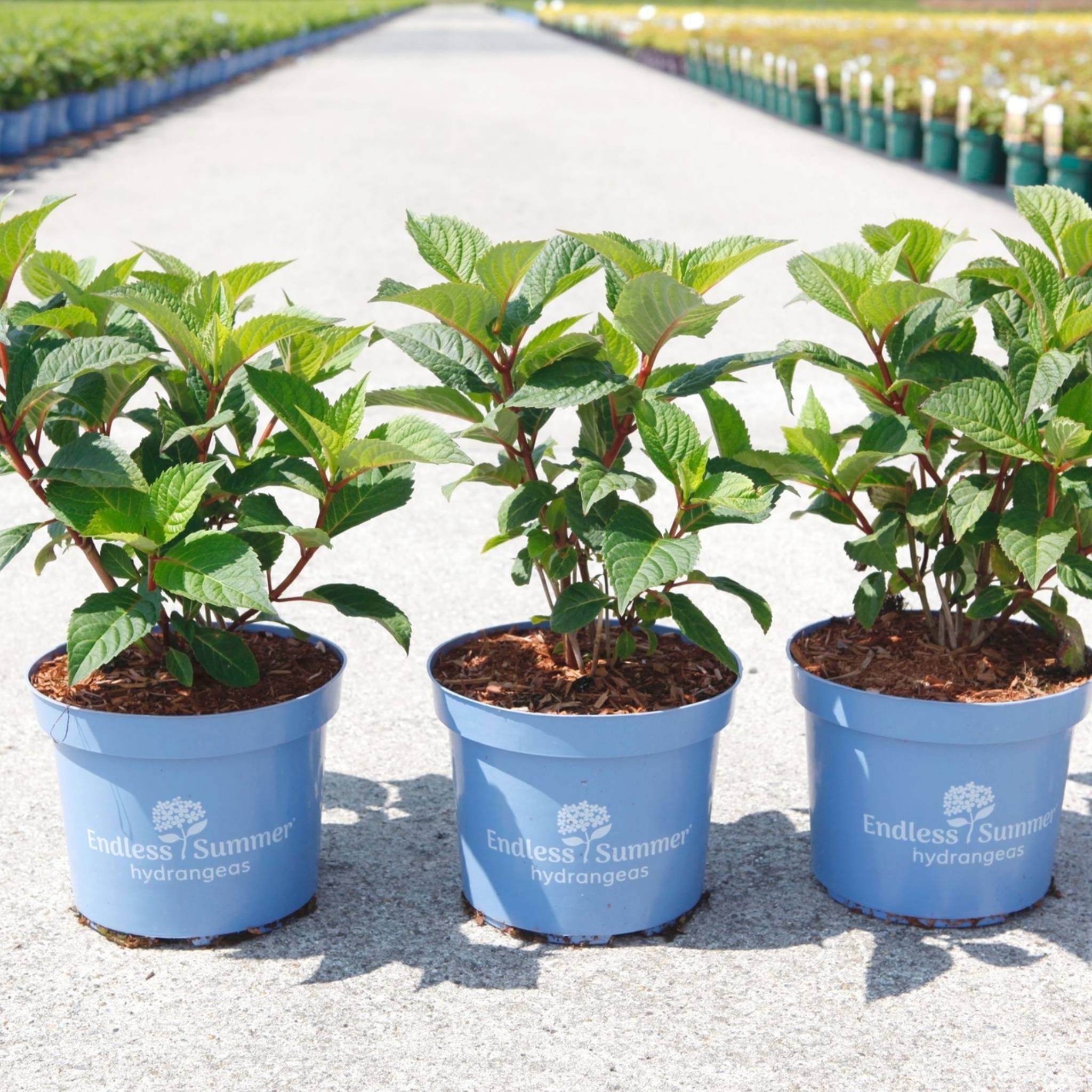 Three Hydrangea macrophylla Endless Summer® BLOOMSTAR® plants in 3 litre blue nursery pots with healthy green foliage.