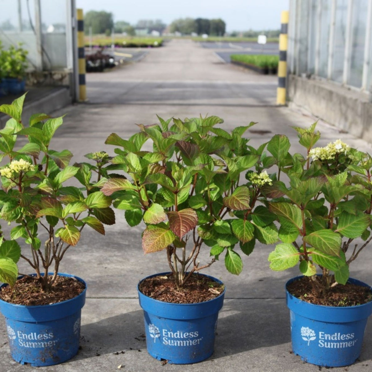 Hydrangea Endless Summer® DREAMCLOUD® with pale white mophead flowers, green buds and rich green foliage.