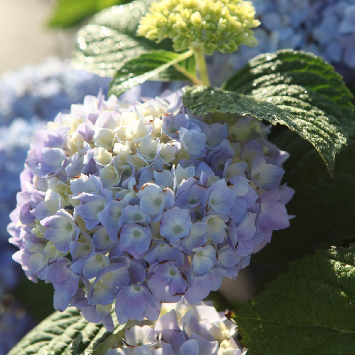 Close-up of Hydrangea Endless Summer® THE ORIGINAL Blue with pale blue mophead flowers and green foliage.