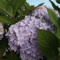 Hydrangea Endless Summer® THE ORIGINAL Blue with soft blue-lilac mophead flowers surrounded by green leaves.